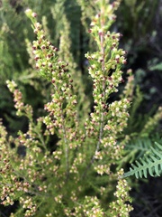 Erica hispidula