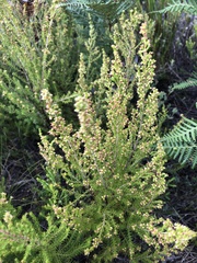 Erica hispidula