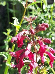 Stachys thunbergii