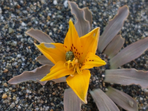Image of Alstroemeria patagonica by no rights reserved