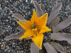 Alstroemeria patagonica