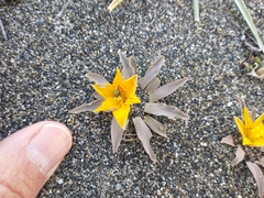 Alstroemeria patagonica