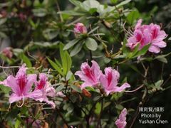 Rhododendron breviperulatum