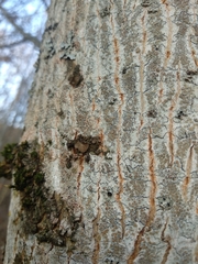 Melanohalea exasperata