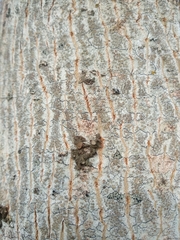 Melanohalea exasperata