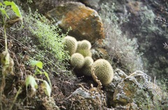 Mammillaria densispina