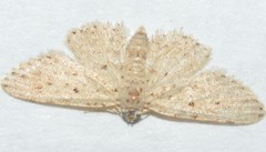 Sigela lynx