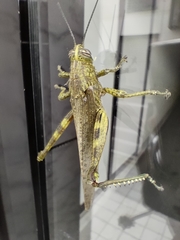 Anacridium aegyptium