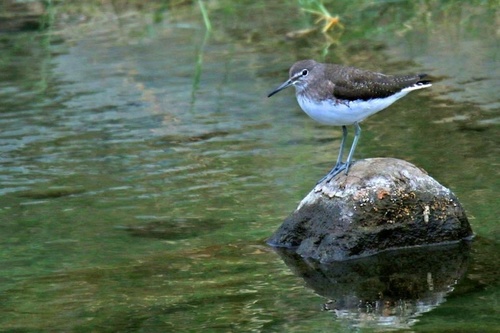 Green Sandpiper