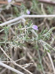 Justicia divaricata