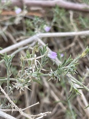Justicia divaricata