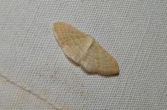 Scopula internataria