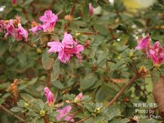 Rhododendron noriakianum