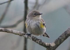 Setophaga coronata coronata