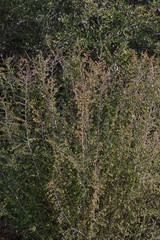 Flueggea verrucosa