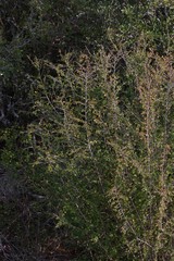 Flueggea verrucosa