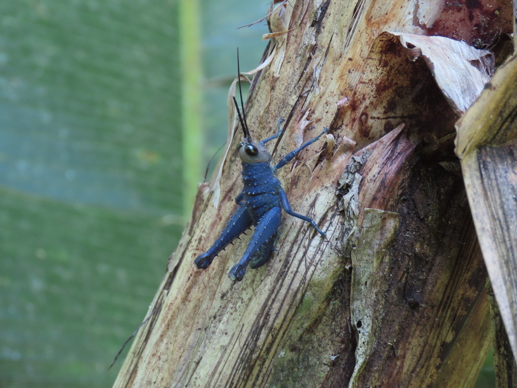 Cloephoracris caesia