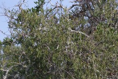 Secamone filiformis