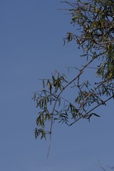 Secamone filiformis