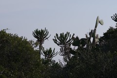 Euphorbia triangularis