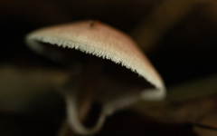 Agaricus