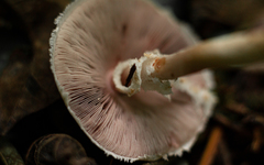Agaricus