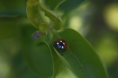 Coccinella septempunctata