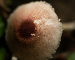 Agaricus
