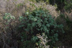Othonna triplinervia