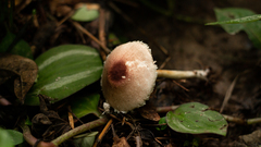 Agaricus