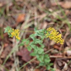 Solidago chapmanii image