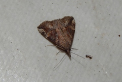 Hypena commixtalis