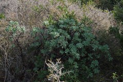 Othonna triplinervia
