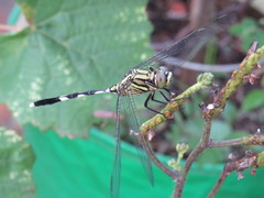 Orthetrum sabina