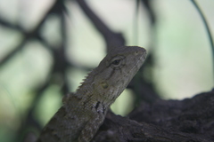 Calotes versicolor