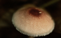 Agaricus