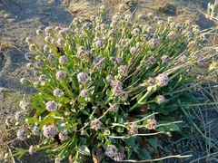 Valeriana carnosa