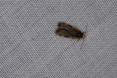Hoplostega ochroma