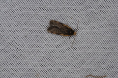 Hoplostega ochroma