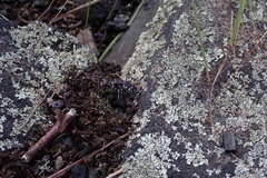 Cicindela rufiventris hentzii