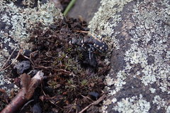 Cicindela rufiventris hentzii