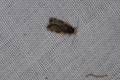 Hoplostega ochroma
