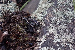 Cicindela rufiventris hentzii