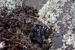 Cicindela rufiventris hentzii