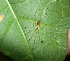 Thwaitesia margaritifera