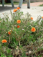 Portulaca grandiflora