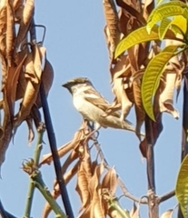 Passer domesticus