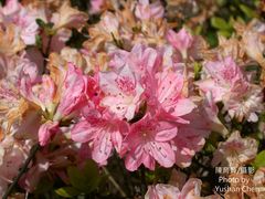 Rhododendron obtusum