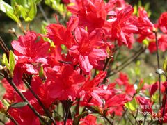 Rhododendron obtusum