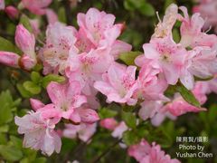 Rhododendron obtusum
